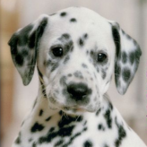 nintendogs: dalmatians & friends